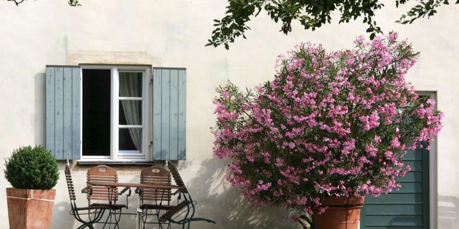 Eigentlich sollten Oleander mit prächtiger Blüte noch bis September auf dem Höhepunkt ihres Gartenjahres sein. Doch diverse Schädlinge können die Pflanze befallen.