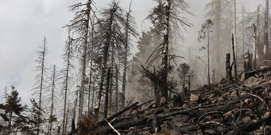 «Feuer aus» am Brocken - Nationalpark übernimmt Feuerwache | Nau.ch