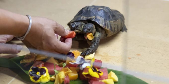 Die Schildkröte «Janus» feiert ihren 25. Geburtstag mit einigen Leckerbissen. Janus