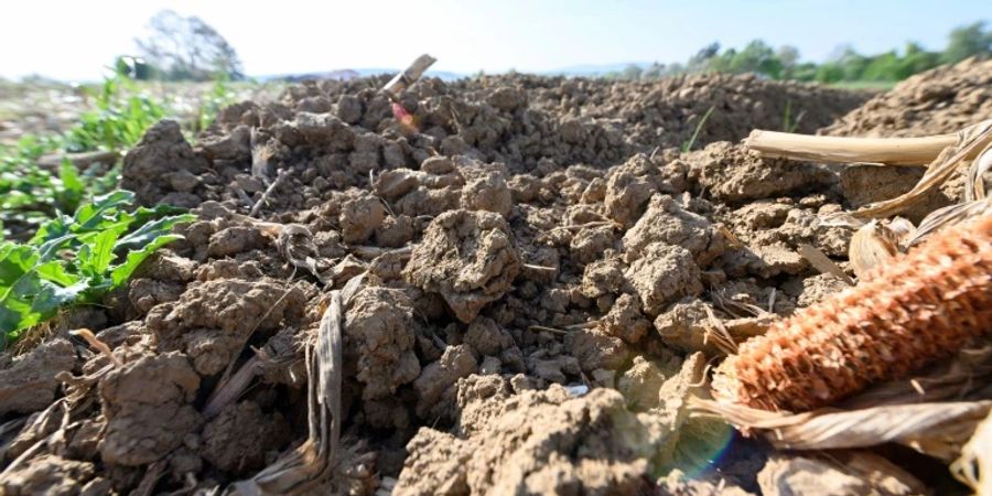 Trockene Erde auf einem Feld bei Ludwigsburg 2020