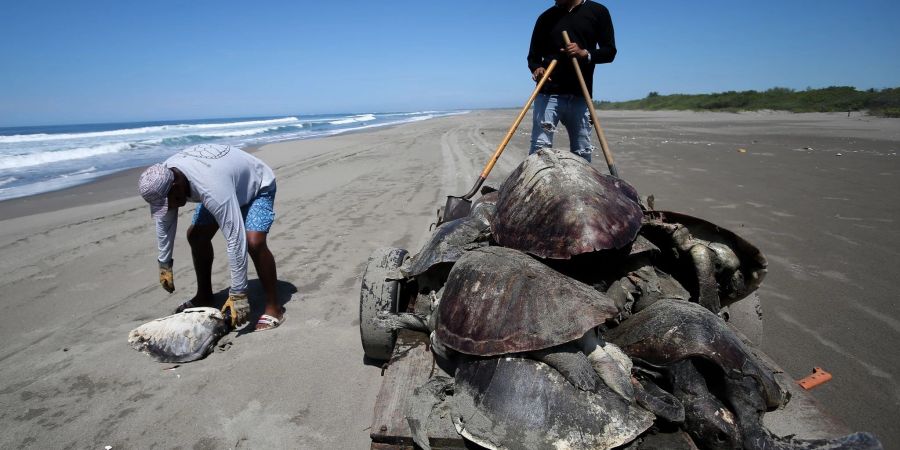 Mehrere tote Meeresschildkröten werden mit einem Schubkarren im Strandschutzgebiet in Puerto Arista abtransportiert.