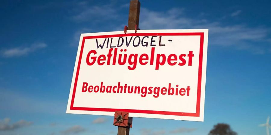 Wegen der Vogelgrippe wurden rund um den Bodensee Kontroll- und Beobachtungsgebiete eingerichtet. (Archivbild)