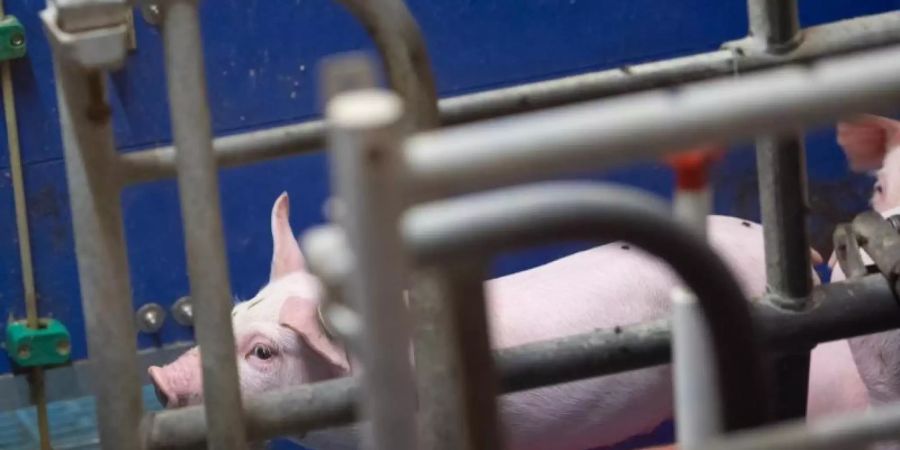 Ferkel auf dem Hof eines Ferkelzüchters und Schweinemastbetriebs in einem Stall. Foto: Sven Hoppe/dpa