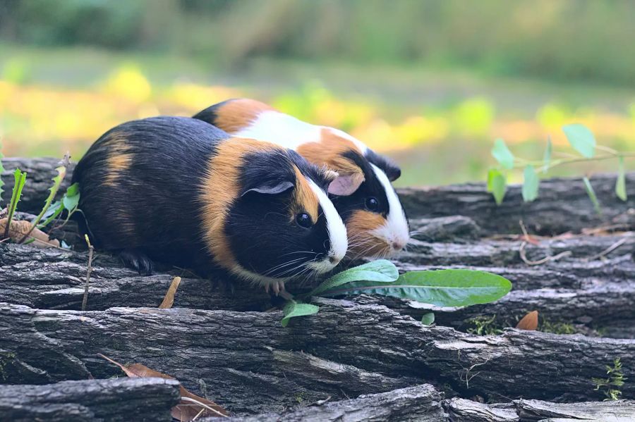 Zwei Meerschweinchen.