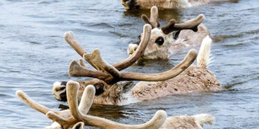 Die Erderwärmung bedroht nach Einschätzung von Umweltschützern zunehmend Rentiere in Russland. Foto: Dmitriy Boldyrev/WWF/dpa