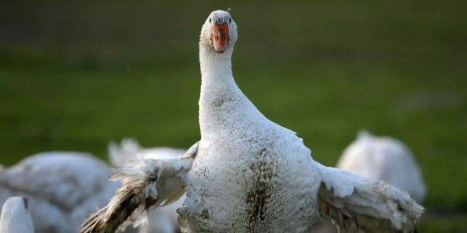 Gänse auf einem Feld in Essen. Zu Weihnachten wird der Gänsebraten wohl knapp. Gänsebraten Weihnachten