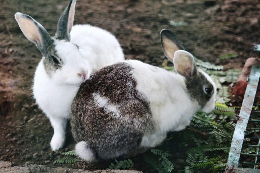 Zwei Kaninchen.