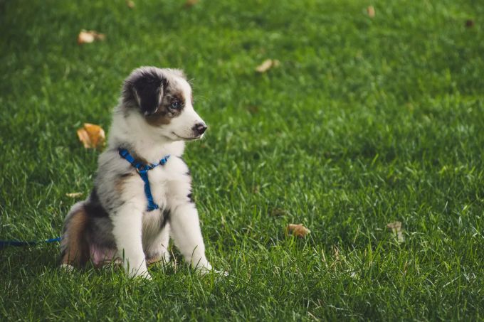 Wer auf Onlineportalen nach einem Welpen sucht, läuft Gefahr, an einen illegalen Verkäufer zu gelangen. Hundewelpen.