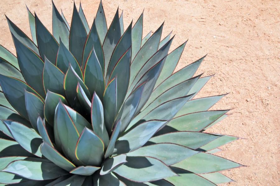 Agave