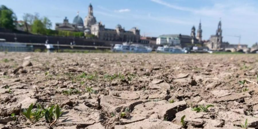 Ausgetrocknet durch viel Sonne und wenig Regen ist das Elbufer vor der historischen Altstadtkulisse Dresdens mit der Kuppel der Kunstakademie (l-r), der Frauenkirche, dem Ständehaus, dem Hausmannsturm, der Hofkirche und der Semperoper. Foto: Robert Michael/dpa-Zentralbild/dpa