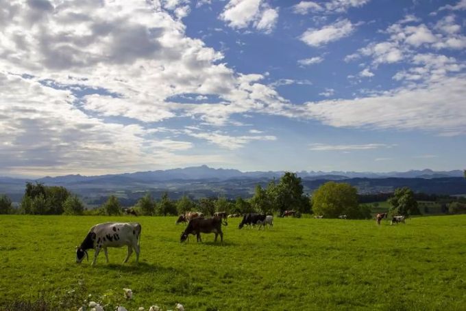 Idylle pur auf dem Barfussweg. Kühe auf Wiese