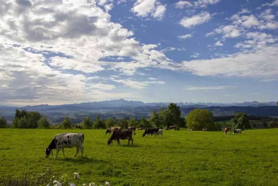 Kühe auf Wiese