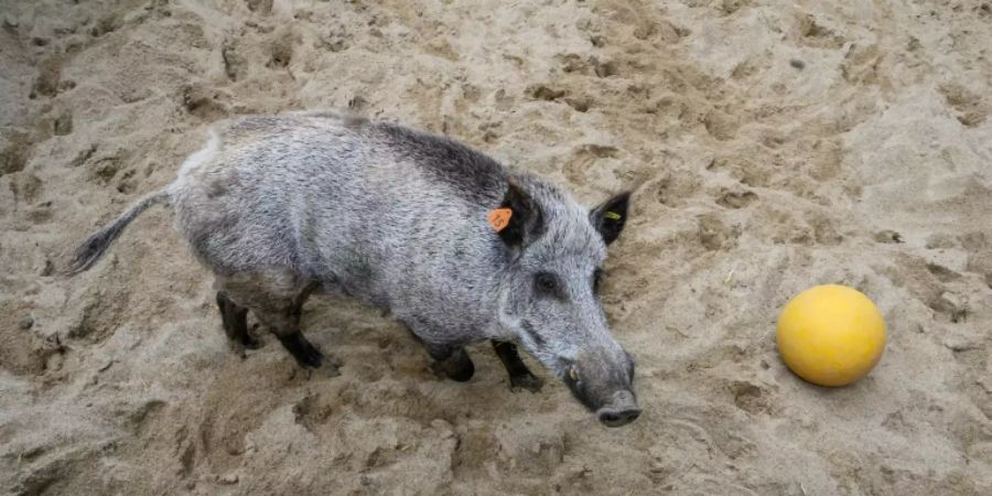 Wildschwein