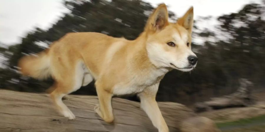 Australischer Dingo