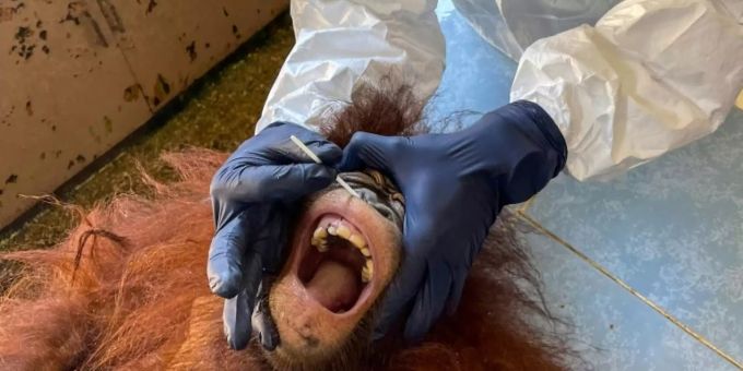 Nasenabstrich bei einem Orang-Utan Nasenabstrich bei einem Orang-Utan