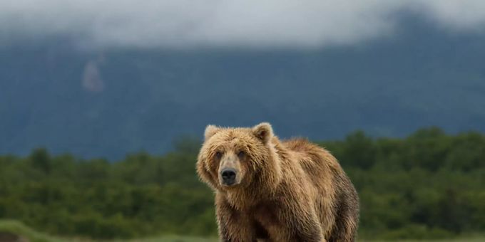 Ein Bär hat in der Wildnis von Alaska während einer Woche einen Mann verfolgt. Der Mann konnte schliesslich nach einer Suchaktion gerettet werden. (Symbolbild) Ein Bär hat in der Wildnis von Alaska während einer Woche einen Mann verfolgt. Der Mann konnte schliesslich nach einer Suchaktion gerettet werden. (Symbolbild)