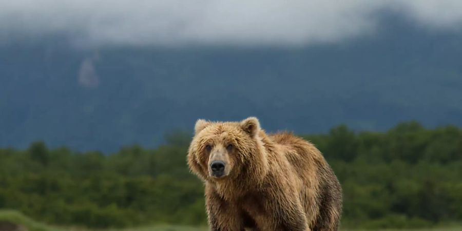 Ein Bär hat in der Wildnis von Alaska während einer Woche einen Mann verfolgt. Der Mann konnte schliesslich nach einer Suchaktion gerettet werden. (Symbolbild)