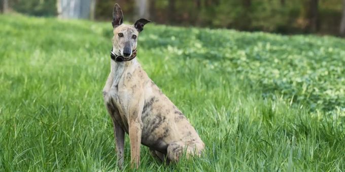 Galgo-Hündin Arwen, bald 2-jährig, sucht ein neues Zuhause. Arwen New Graceland
