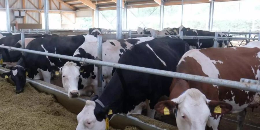 Ziel der Initiative war, den massenhaften Einsatz von bestimmten Antibiotika in der Tiermast zu beenden, um Resistenzen vorzubeugen (Symbolbild). Foto: Sebastian Willnow/dpa-Zentralbild/dpa
