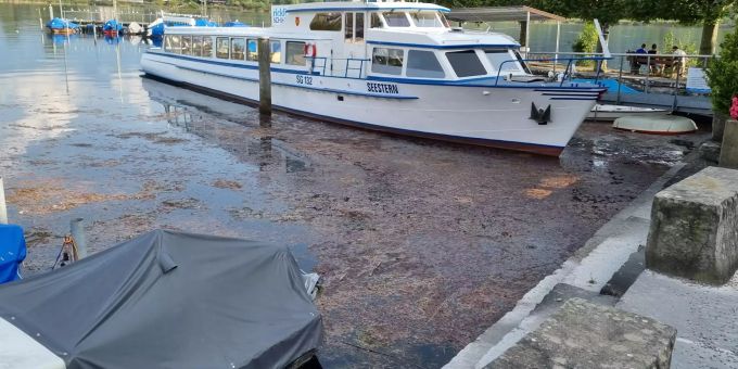 Schwimmschlamm mit «Tychonema» Algen im Hafen Bad. Schwimmschlamm mit «Tychonema» Algen im Hafen Bad.