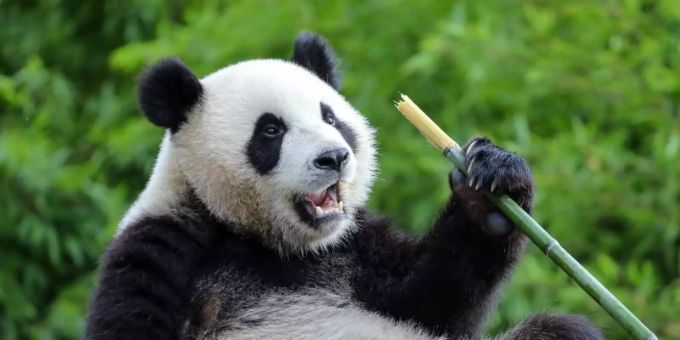 Der Grosse Panda Bao Mei im Zoo Pairi Daiza in Belgien. Foto: Zhang Cheng/XinHua/dpa Der Grosse Panda Bao Mei im Zoo Pairi Daiza in Belgien. Foto: Zhang Cheng/XinHua/dpa
