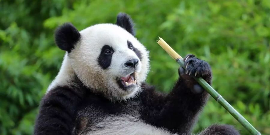 Der Grosse Panda Bao Mei im Zoo Pairi Daiza in Belgien. Foto: Zhang Cheng/XinHua/dpa