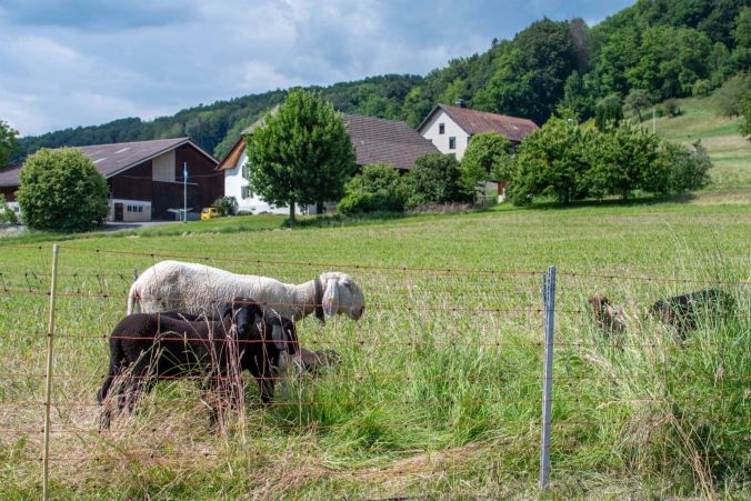 Eine Schaf-Familie in Reinach AG.