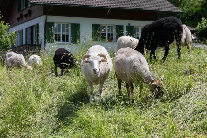 Ein kurzer Blick in die Kamera, danach wird wieder gefressen.