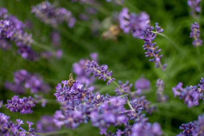 Eine Nektar-sammelnde Biene im Lavendel.