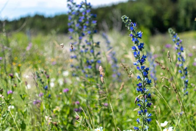Blaue Wiesenblumen in Beinwil am See.