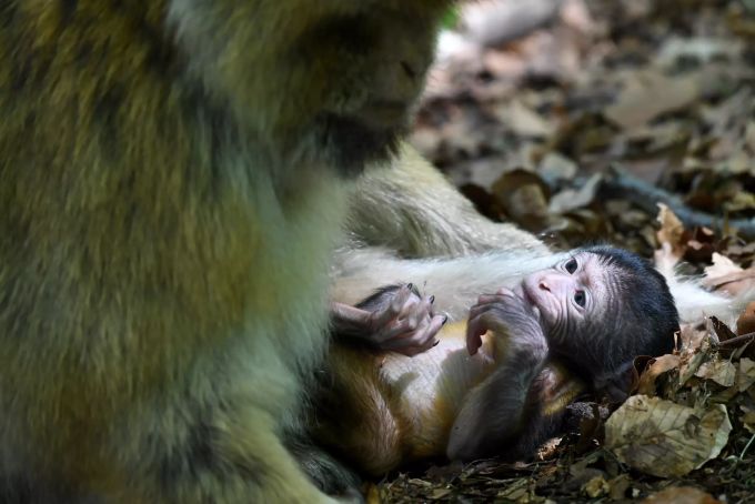 Ein Berberaffen-Baby liegt vor seiner Mutter. Affenberg