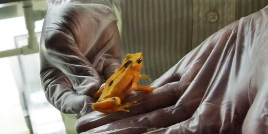 Der Stummelfussfrosch ist eines von über 500 Tieren, die unmittelbar vom Aussterben bedroht sind. (Archivbild)