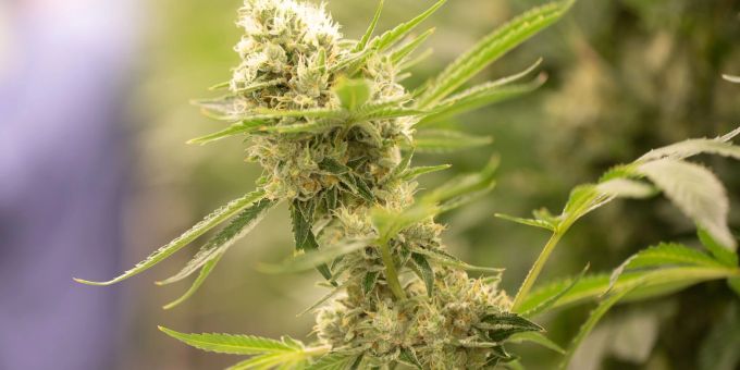 Gesetzesentwurf - Deutschland will Cannabis legalisieren