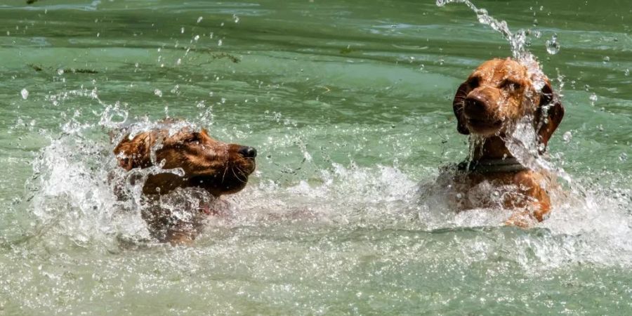 Auch Hunde können die warmen Temperaturen noch einmal geniessen.