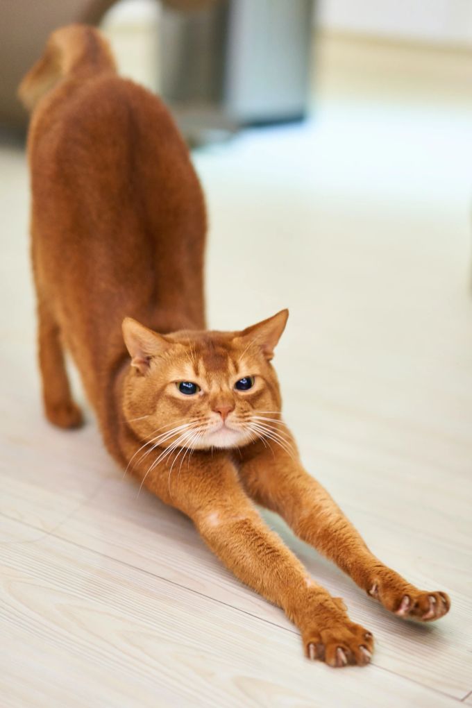 Cat Yoga kann die Bindung zur Katze fördern. Cat Yoga