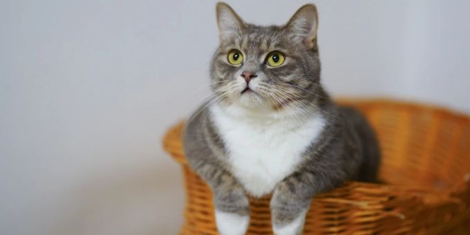 Die Schilddrüsenüberfunktion ist eine der häufigsten hormonellen Erkrankungen bei Katzen. Katze im Korb