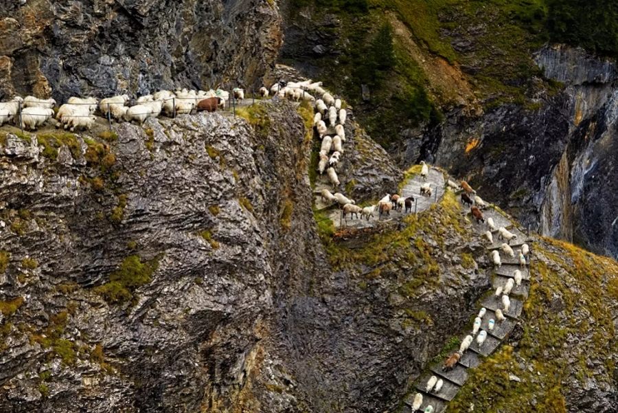 Der Gemmi-Schafabzug in Leukerbad ist ein einmaliges Erlebnis.