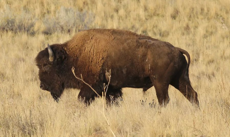 amerikanischer Bison