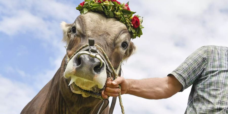 Eidgenössisches Schwingfest