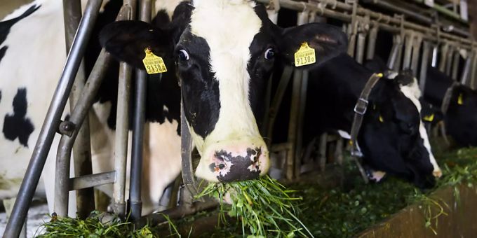 Forschung - Weniger Antibiotika schaden der Tiergesundheit nicht
