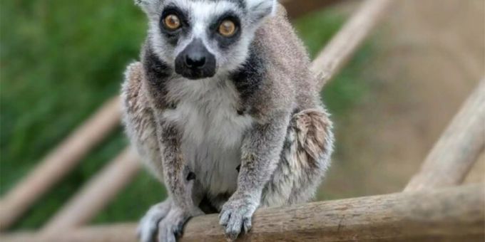 Katta-Lemur Isaac im Juli 2018 Katta-Lemur Isaac im Juli 2018