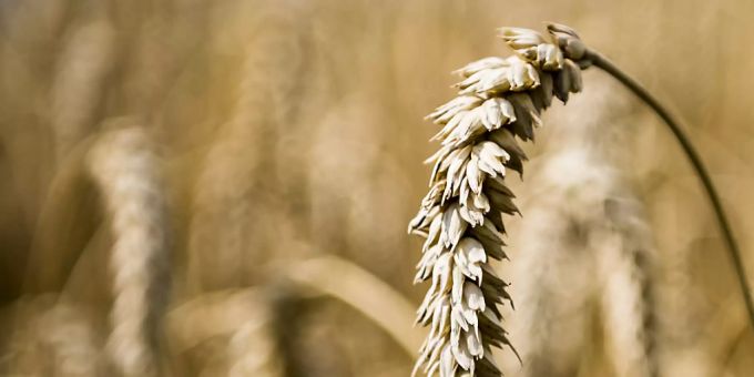 Die Getreideernte wird in der Ukraine wegen des Kriegs um 20 Prozent zurückgehen. Power Vitamin