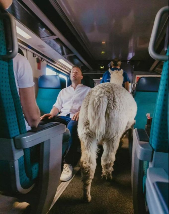 Jonny Fischer staunt im Zug - neben ihm ein Lama. jonny fischer