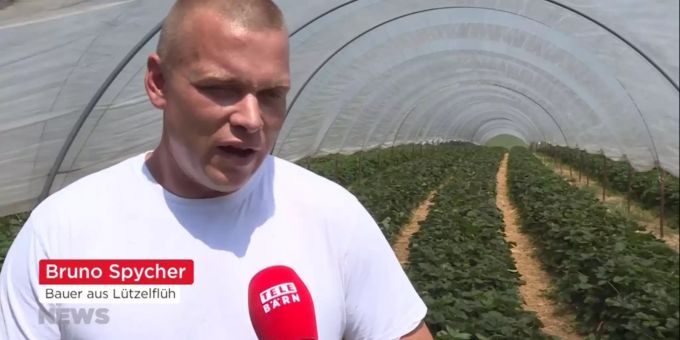 Bruno Spycher bleibt auf einer Grosslieferung Erdbeeren setzen, laut seinem Grossisten ist die Ware zu «reif». Erdbeeren Lieferung Bauern Schweiz