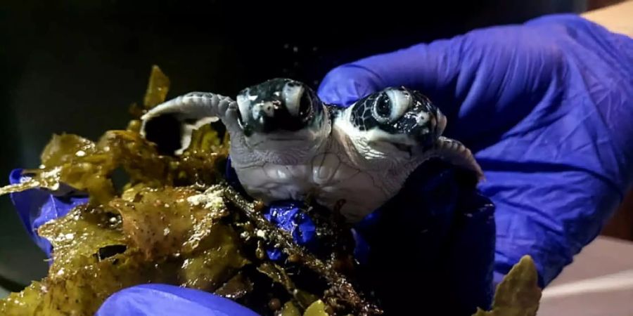 Die Babyschildkröte mit zwei Köpfen