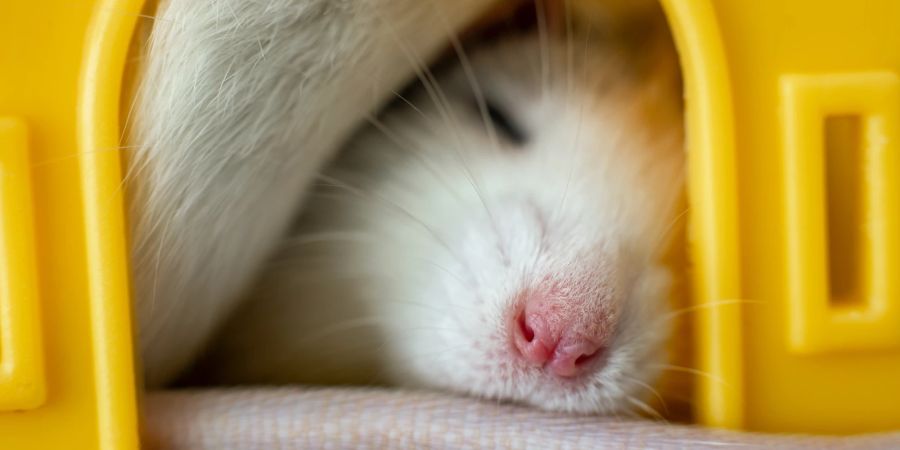 Ratte schläft in gelben Gebilde