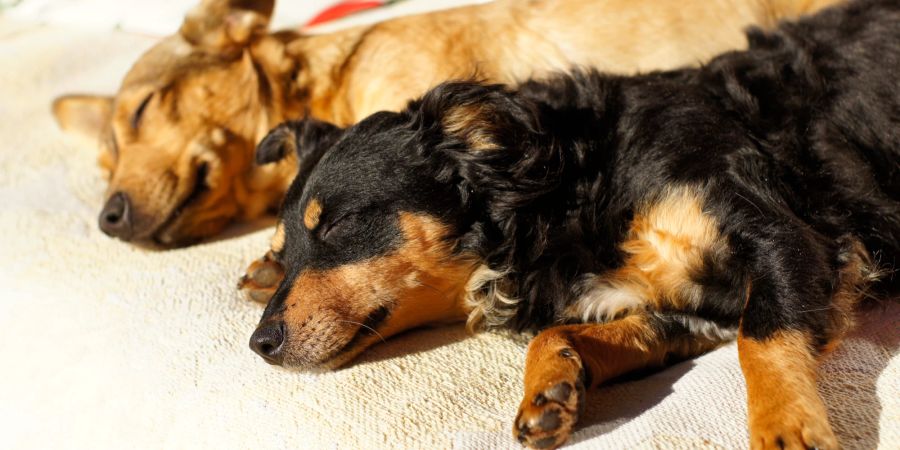 Auch der Schlaf von Hunden kann durch ein Sonnenbad positiv beeinflusst werden.
