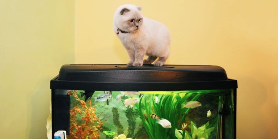 Katze und Aquarium