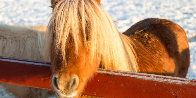 Shetland Pony