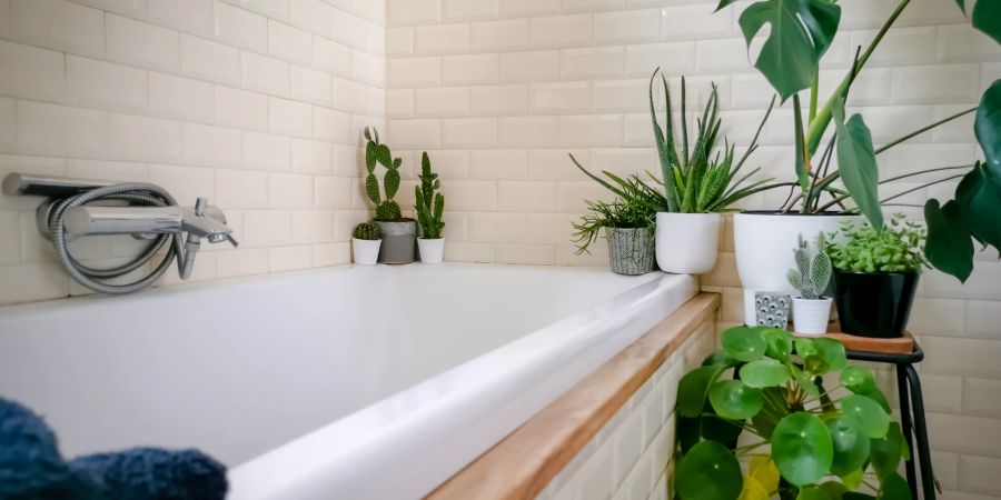 Monstera-Pflanzen eignen sich wunderbar für Ihr Badezimmer.